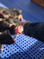 -萌宠亲子动物乐园(槐房万达店)