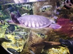 -迪拜水族馆及水下动物园