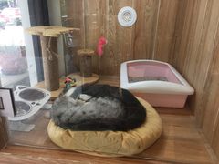 -八公叔叔宠物美容连锁(春申店)