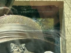 -青藏高原野生动物园