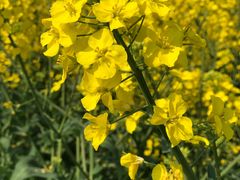 -中国天府农业博览园