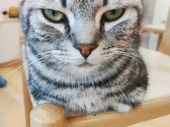 -猫咪派对(江南西店)