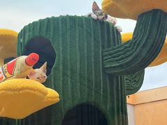 -帕帕拉兹宠物(亚洲旗舰店)