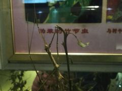 -上海昆虫博物馆