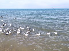-青海湖国家重点风景名胜区