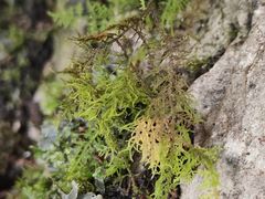 -武陵山森林公园