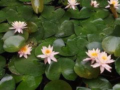 -佛山市第一中学