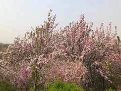-石家庄市植物园