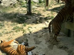 -栾川竹海野生动物园