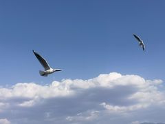 -西昌邛海湿地