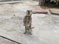 -太阳部落