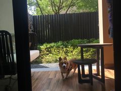 -上海崇明金茂凯悦酒店