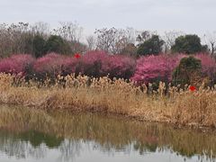 -同里国家湿地公园