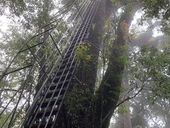-云南屏边大围山国家公园