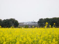 -光明小镇欢乐田园