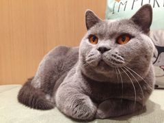 -CAT’S MEWSTAR CAFE·喵星球猫屋(晴湾咖啡店)