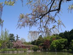-嘉定紫藤园