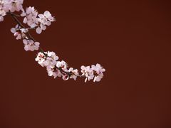-桃花堤公园