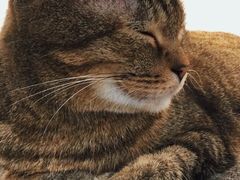 -喵园·猫主题咖啡厅·撸猫·猫咖(国贸店)