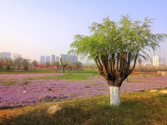 -汉长安城未央宫国家考古遗址公园