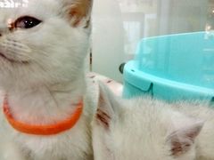 -糯米喵星人·撸猫猫舍咖啡馆(西市场嘉华店)