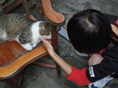 -喵屿·大理花园猫咖