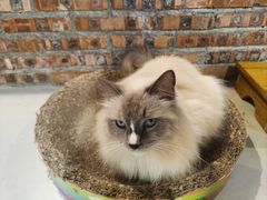 -豆逗聊愈猫阁Easy Life