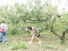 采桃胶-武汉世外桃源农庄