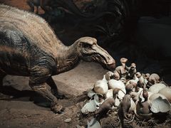 -自贡恐龙博物馆