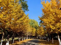 -长白岛森林公园