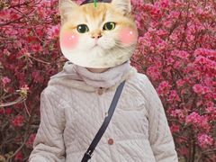-木兰云雾山