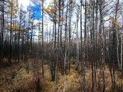 -莫尔道嘎国家森林公园