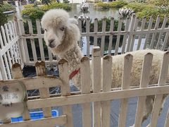 -舟山朱家尖绿城威斯汀度假酒店
