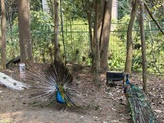 -西双版纳原始森林公园