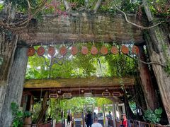 -西双版纳原始森林公园