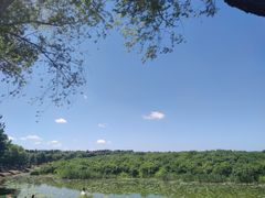 -丁香湖公园