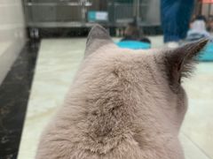 -东莞宠友24H宠物中心医院·转诊夜诊·异宠(新河北路院)