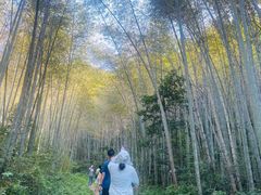 -午潮山国家森林公园