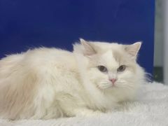 -爱洗澡的猫(天河路店)