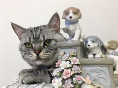 -纳吉亚猫专科动物诊疗中心(蒋宅口分院)