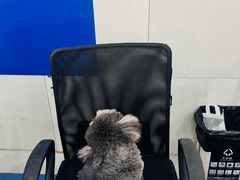 -佩兹宠物医院肿瘤专科·眼科·牙科(黄浦店)