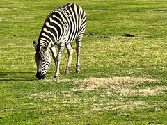 -威勒比开放式动物园