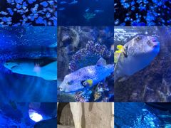 -太平洋海底世界