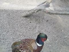 -青藏高原野生动物园