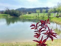 -武汉木兰草原风景区