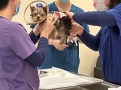 -萌兽医馆·犬猫专科·眼科中心·宠物医院(朝阳门分院)
