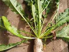 -庞各庄翠芳园西瓜蔬菜基地采摘园