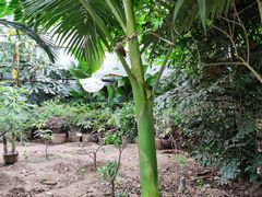 -呀路古热带植物园