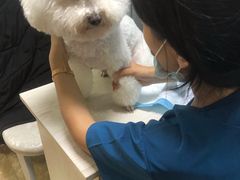 -A猫a狗全科·犬猫异宠·芥西宠物医院(南开总院)