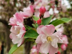 -海棠花溪(元大都城垣遗址公园)